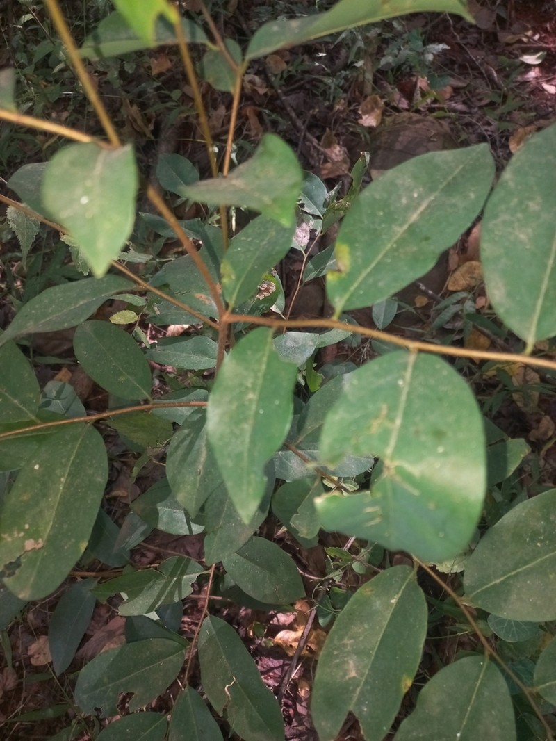 Xylopia gracilipes photo 7