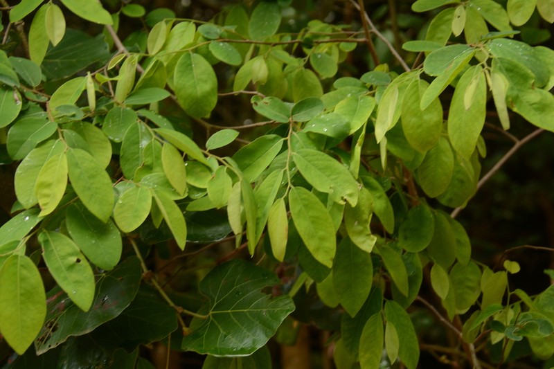 Xylopia gracilipes photo 8