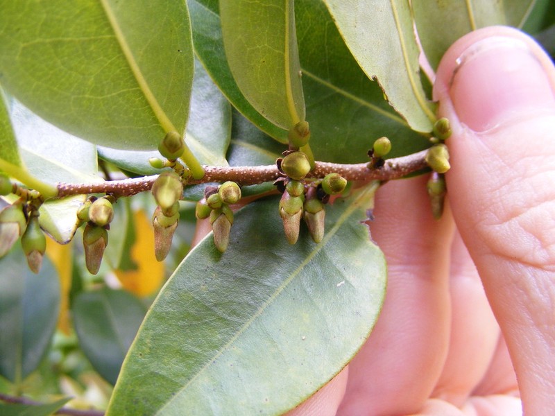 Xylopia hastarum