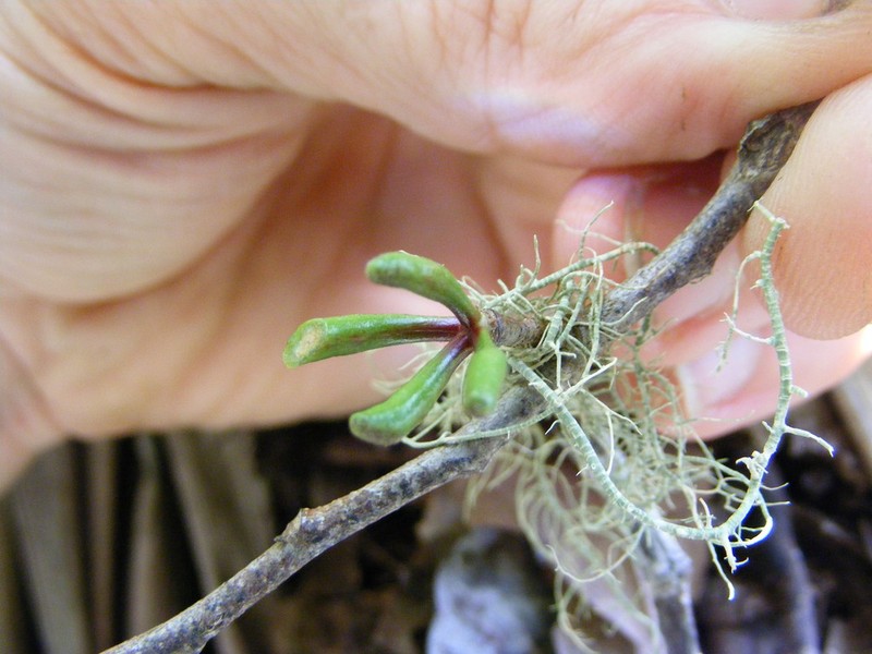 Xylopia hastarum photo 3