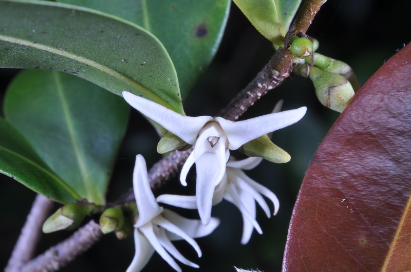 Xylopia hastarum photo 4
