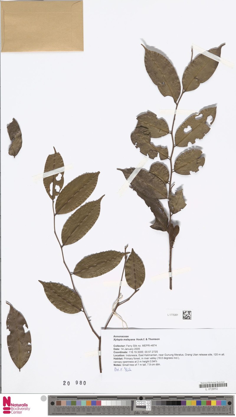 Xylopia heterotricha