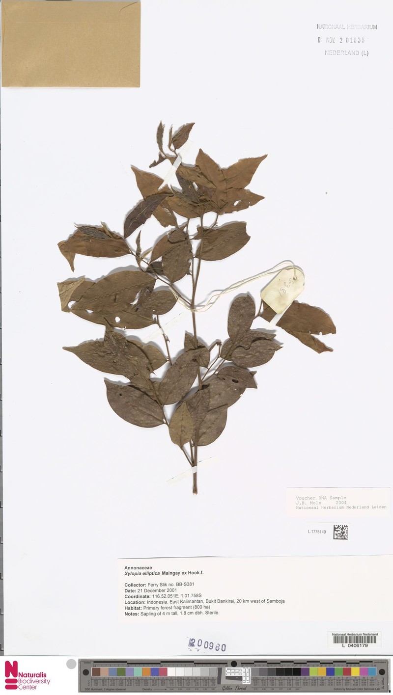 Xylopia heterotricha photo 2