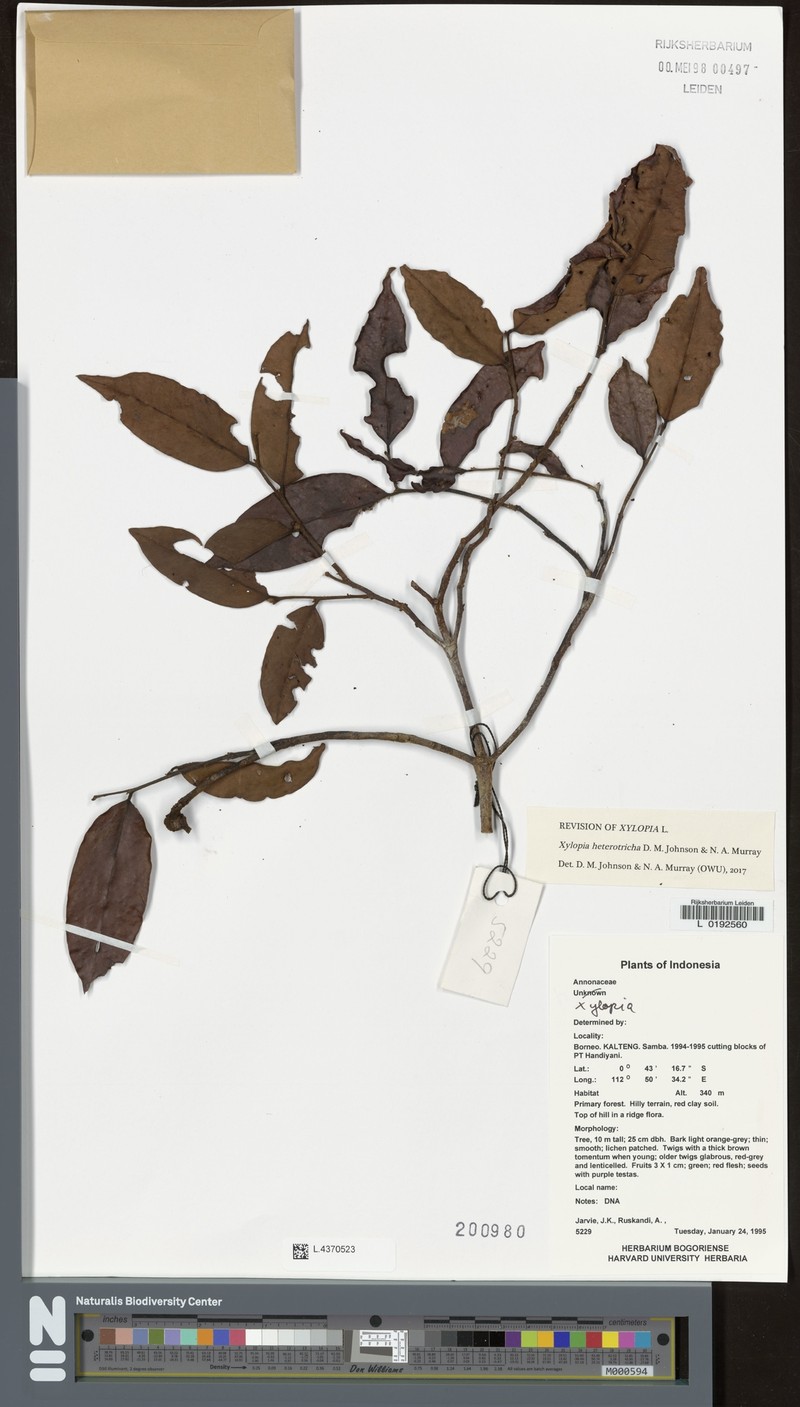 Xylopia heterotricha photo 3