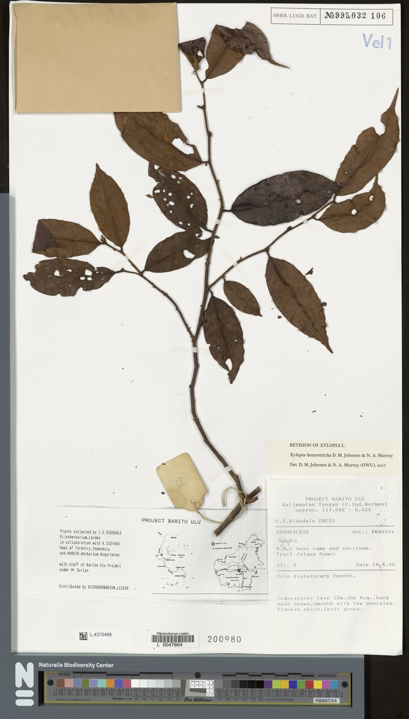 Xylopia heterotricha photo 4