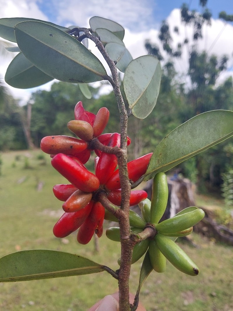 Xylopia humblotiana