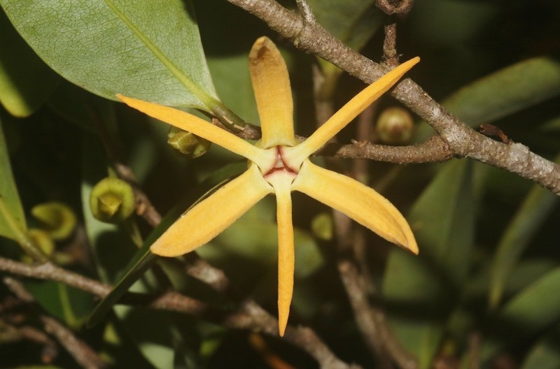 Xylopia humblotiana photo 2