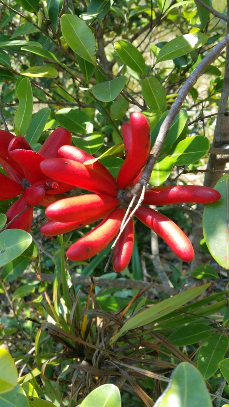 Xylopia humblotiana photo 3