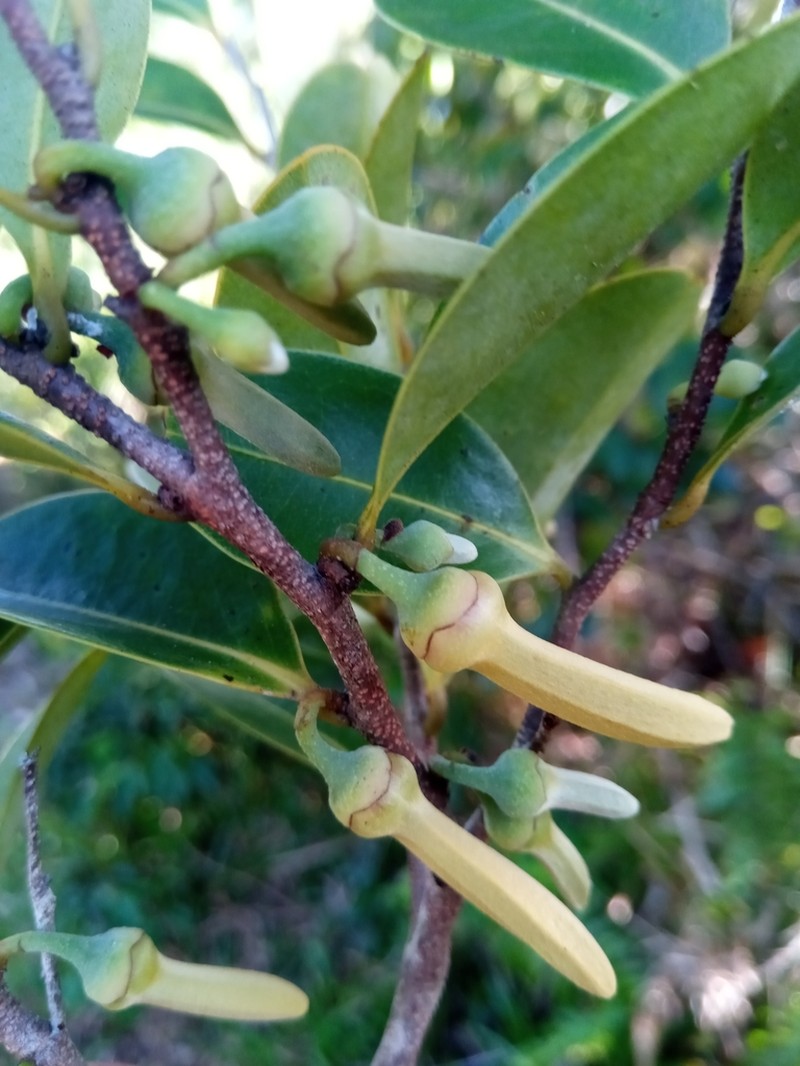 Xylopia humblotiana photo 4