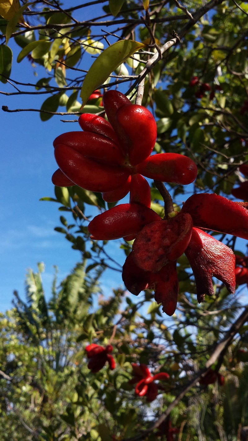 Xylopia humblotiana photo 5