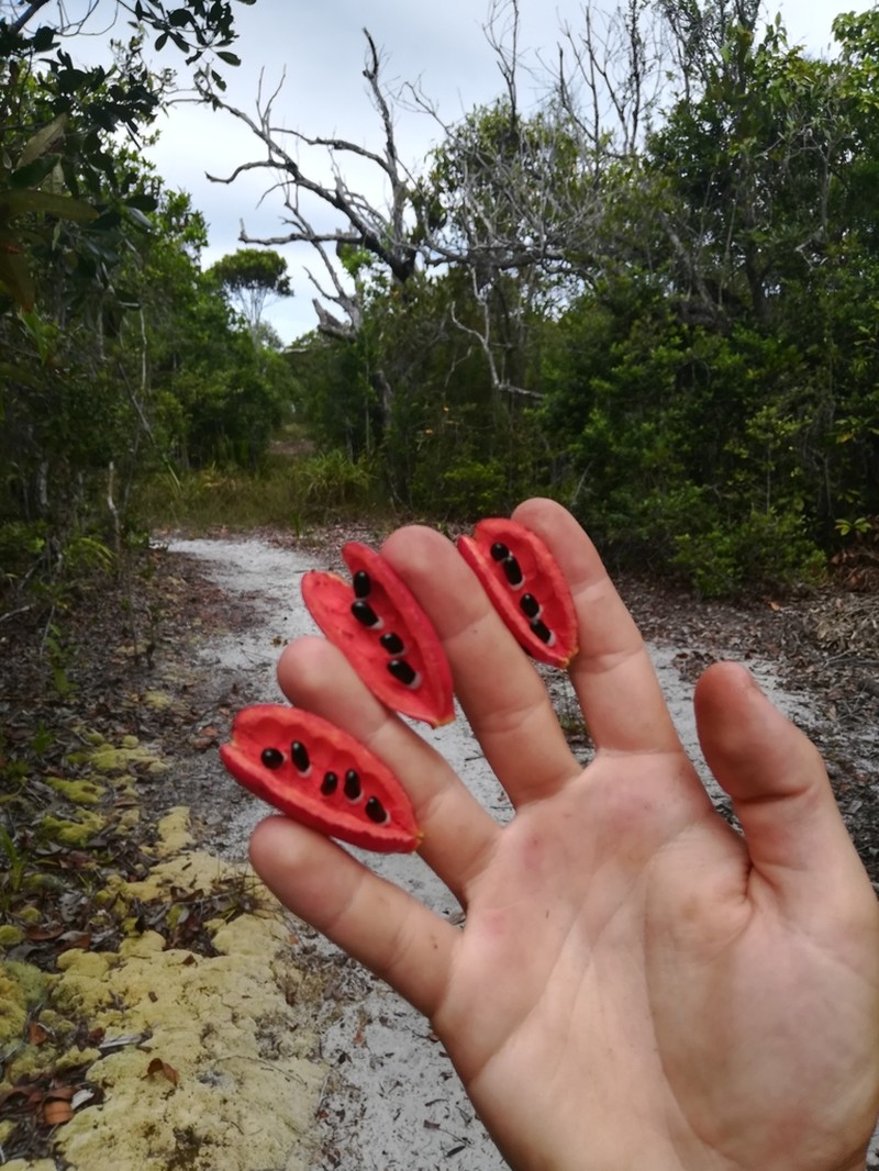 Xylopia humblotiana photo 6