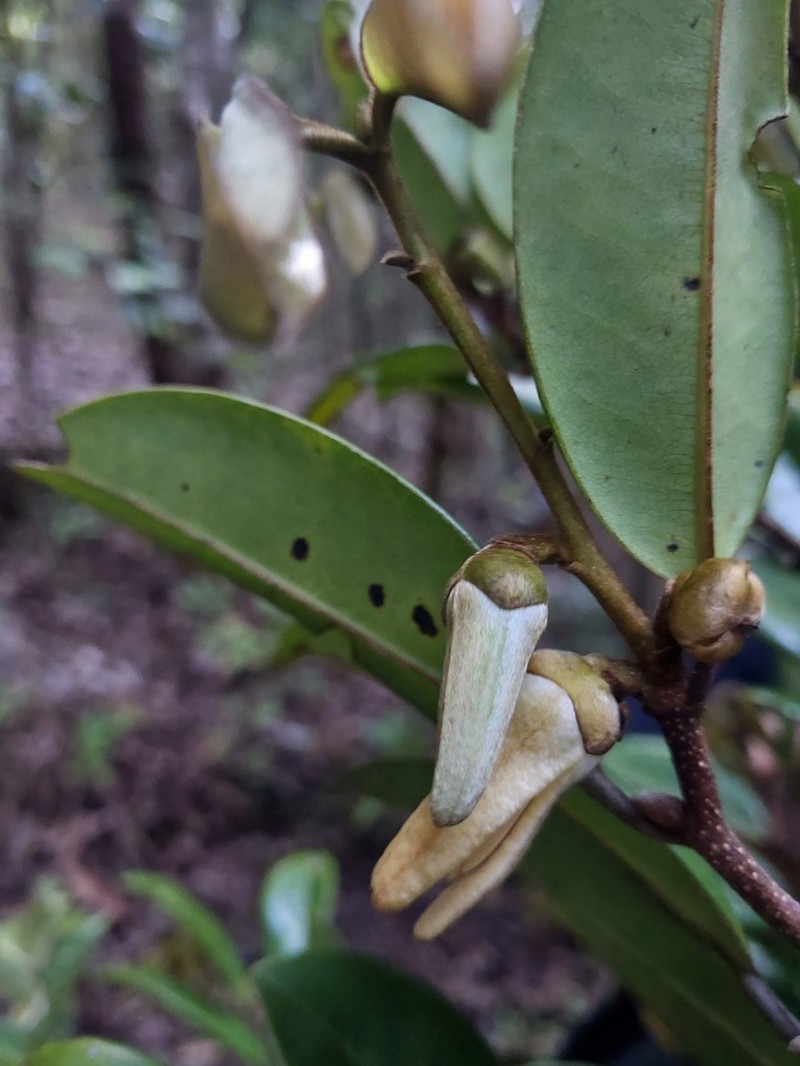 Xylopia humblotiana photo 7