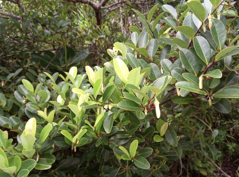 Xylopia humblotiana photo 8