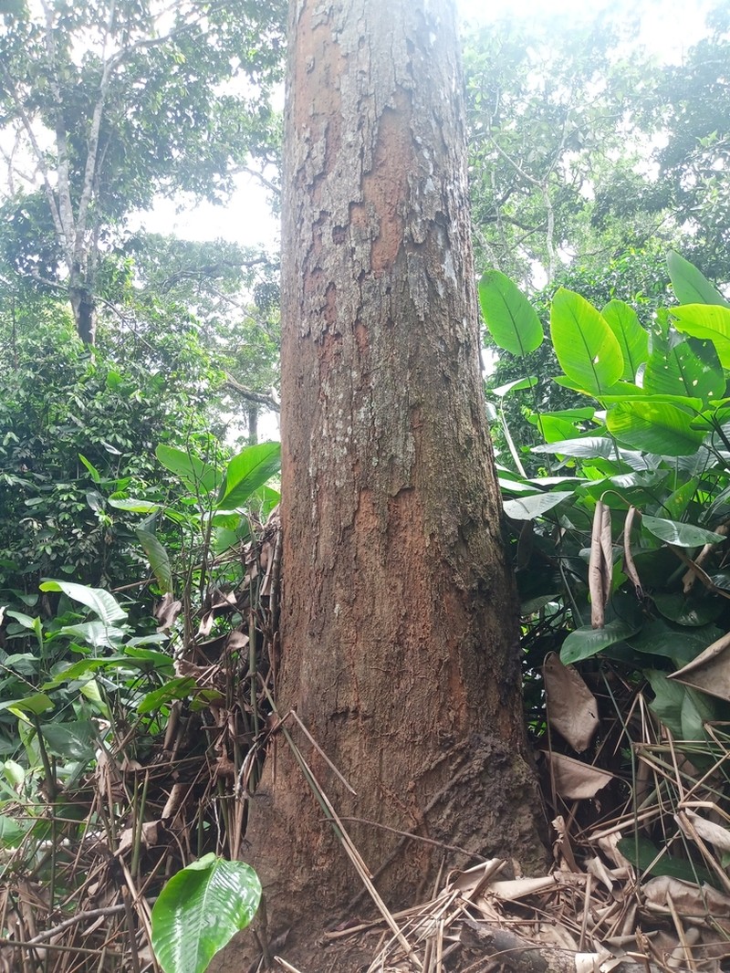 Xylopia hypolampra