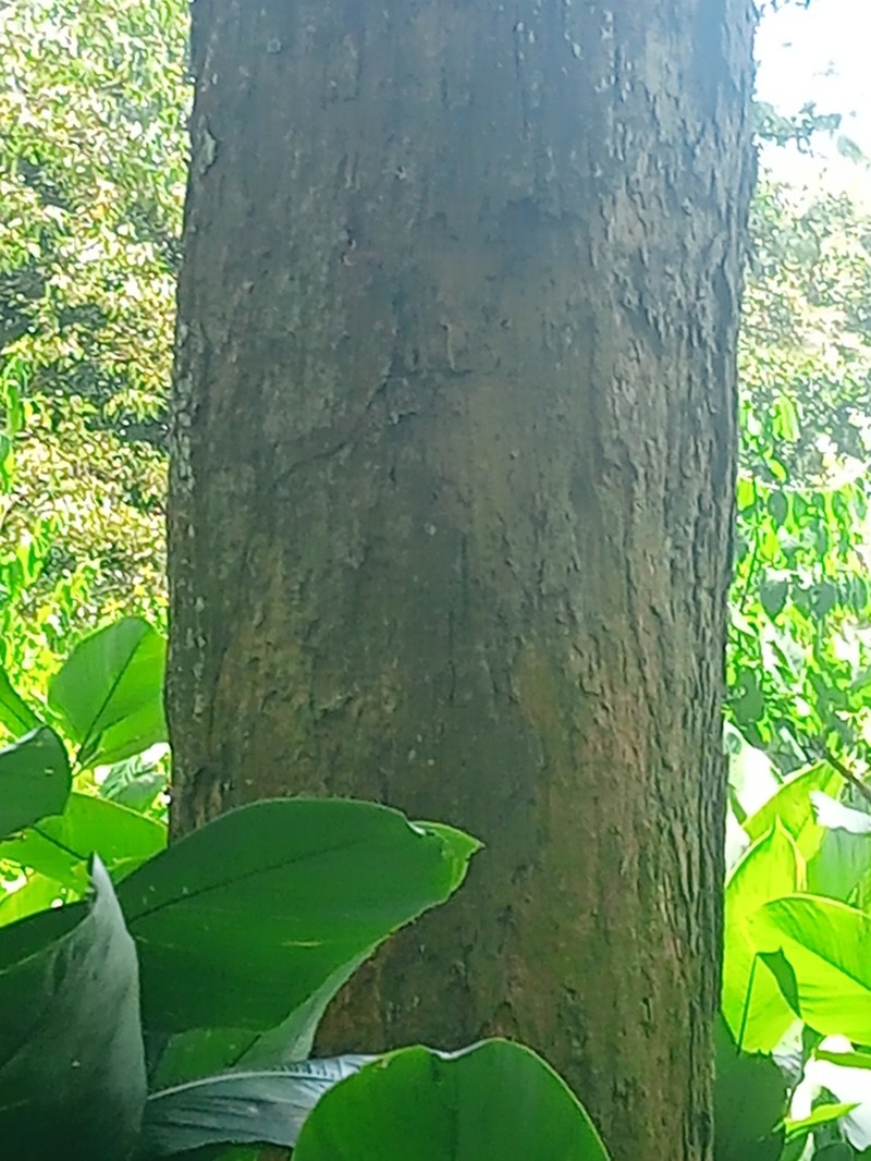 Xylopia hypolampra photo 2