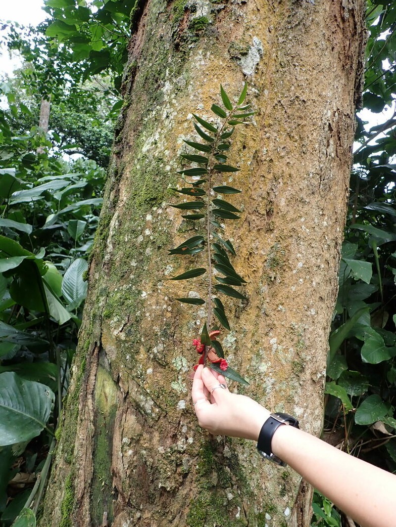 Xylopia hypolampra photo 3