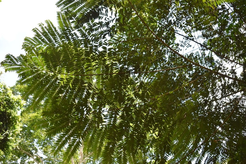 Xylopia hypolampra photo 4