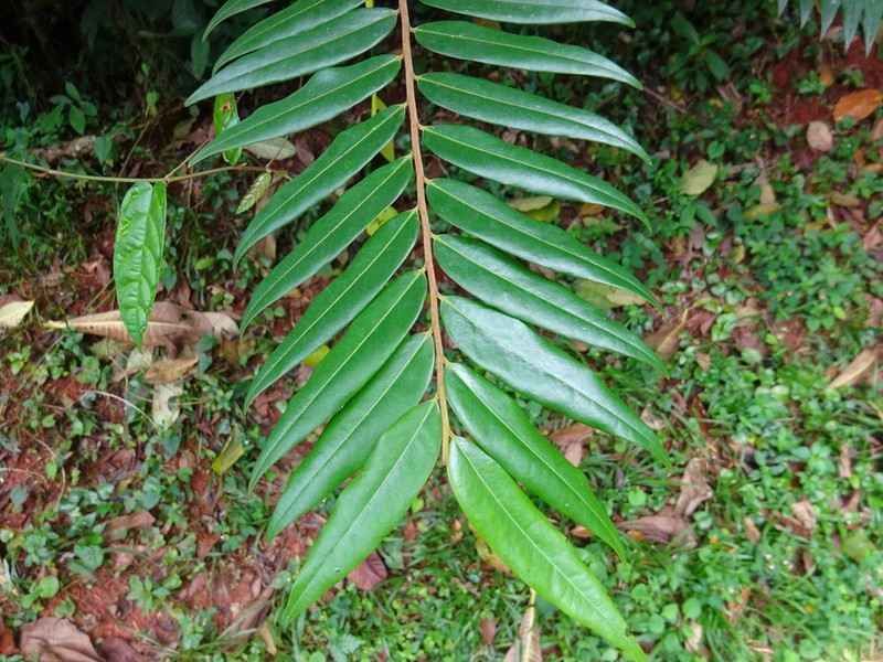 Xylopia hypolampra photo 5