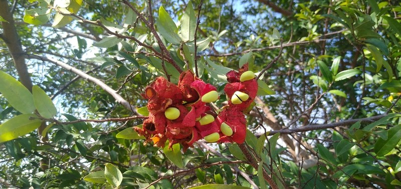 Xylopia hypolampra photo 6