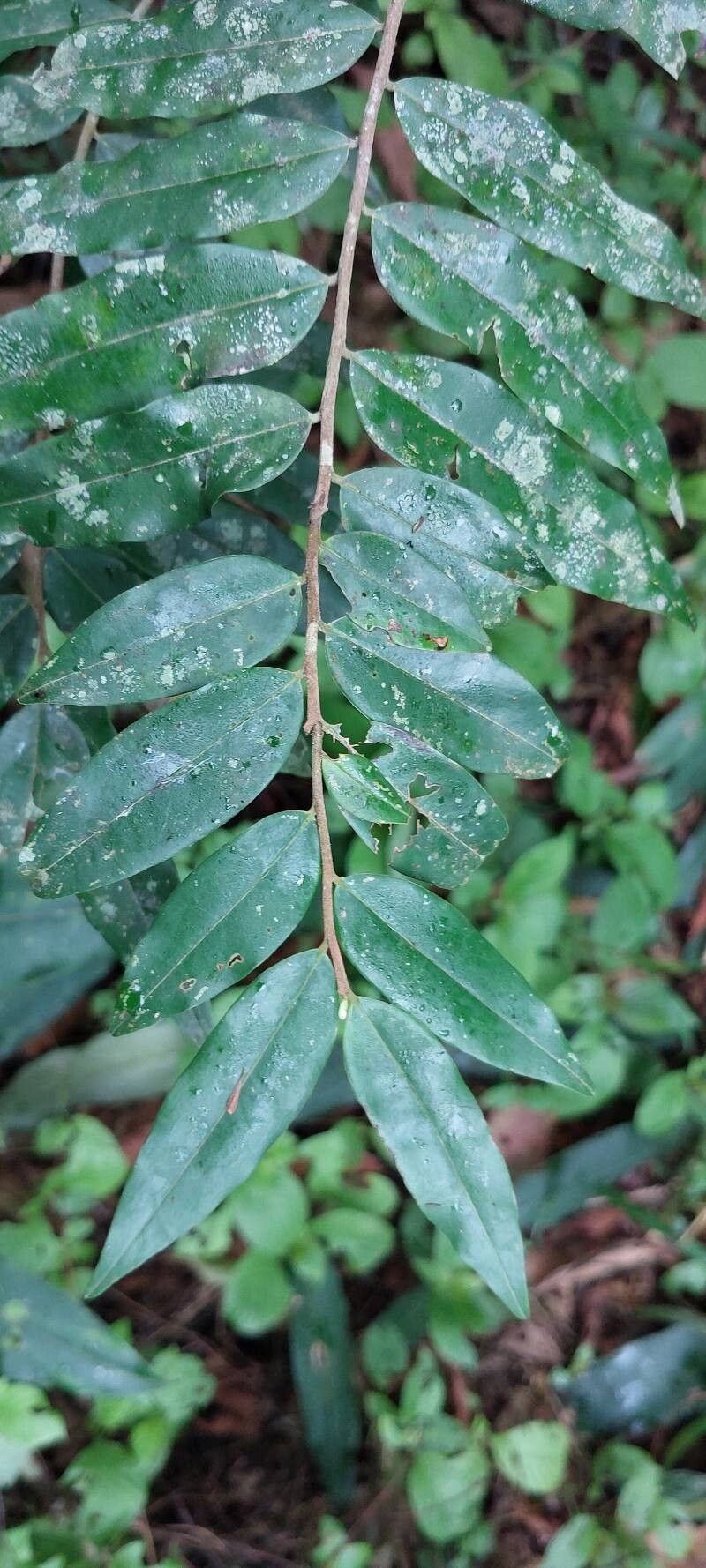 Xylopia hypolampra photo 8