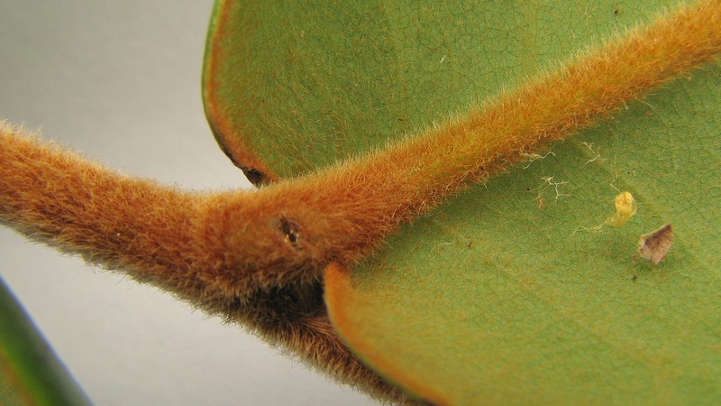 Xylopia involucrata