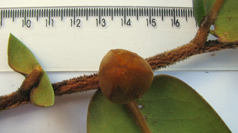 Xylopia involucrata photo 2