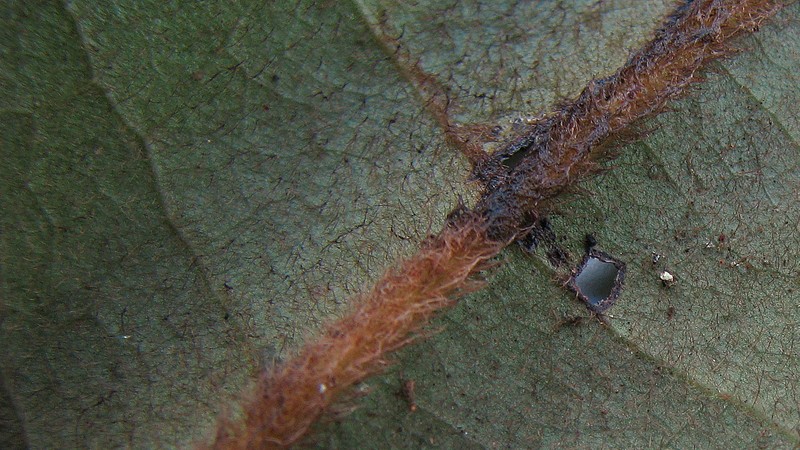 Xylopia involucrata photo 3