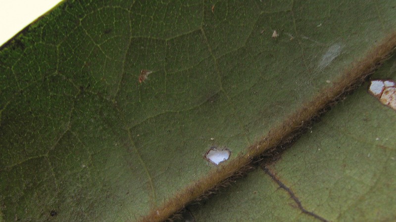 Xylopia involucrata photo 4
