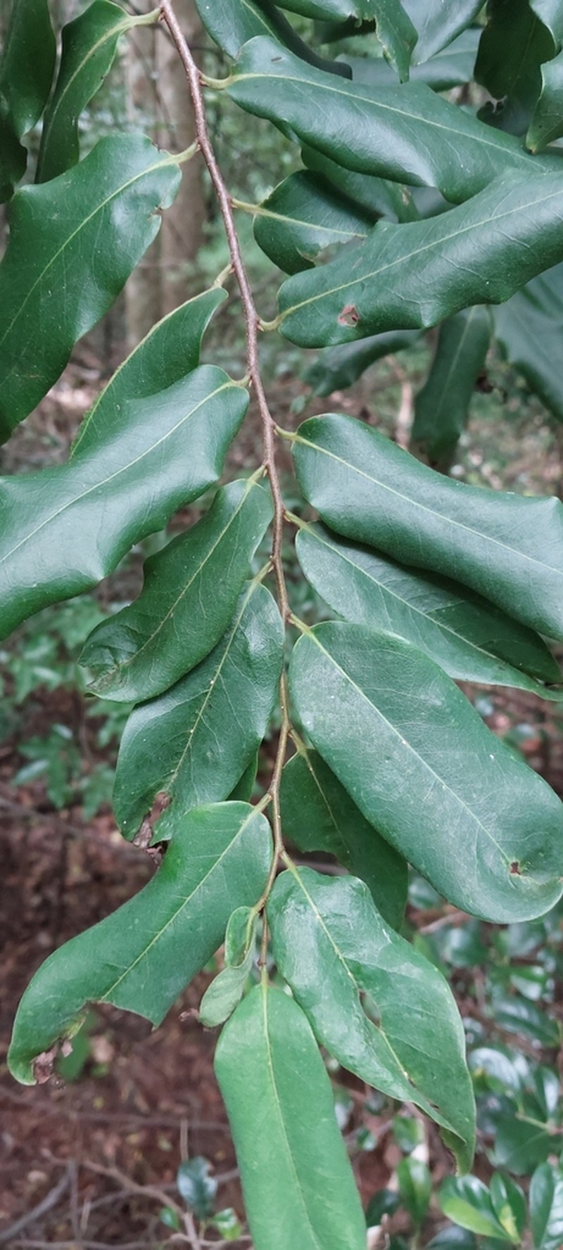 Xylopia lastelliana