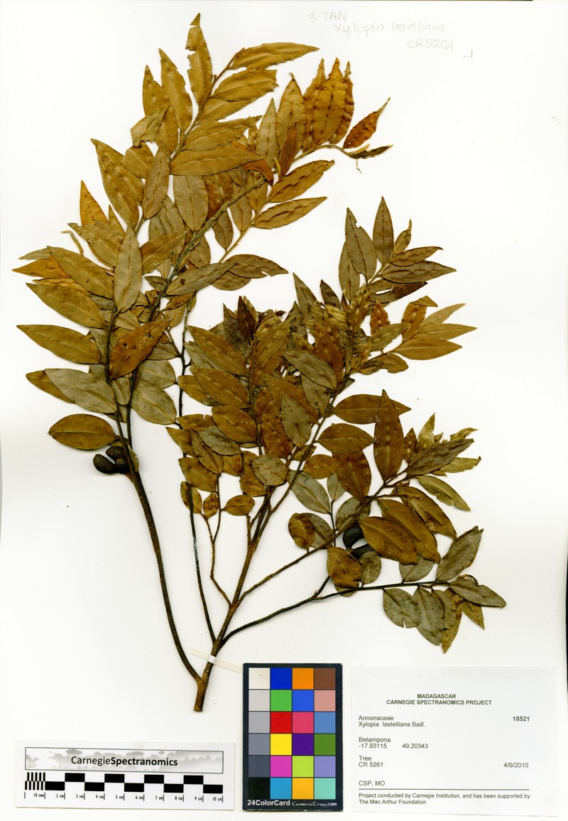 Xylopia lastelliana photo 3