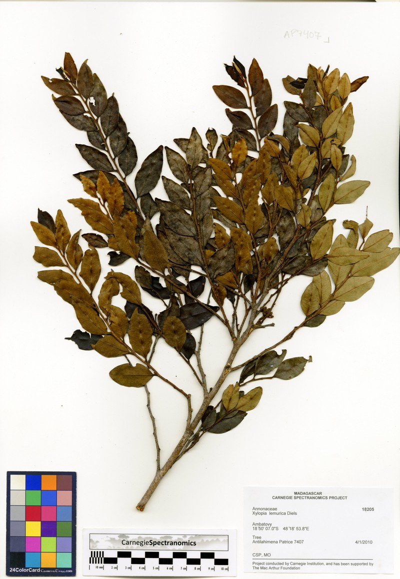 Xylopia lemurica