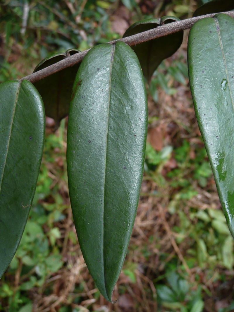 Xylopia letestui photo 2