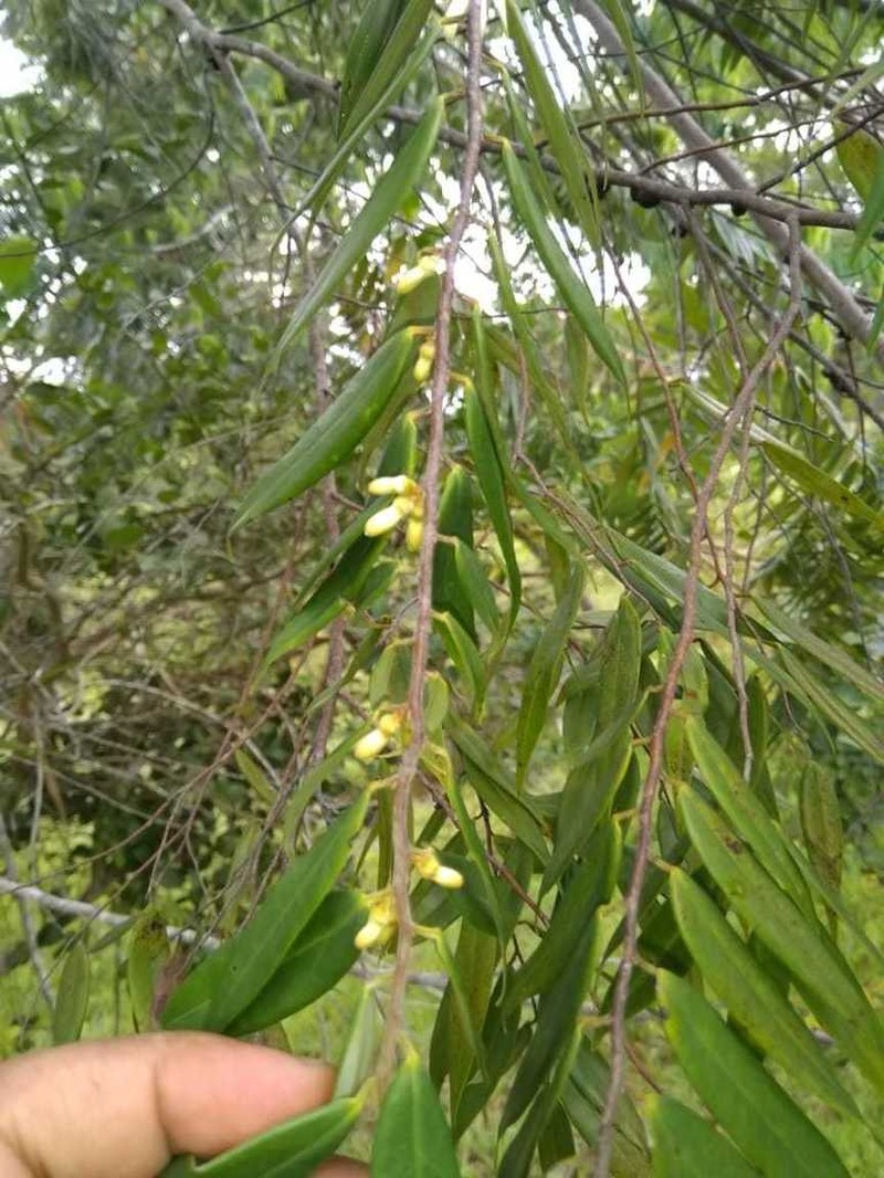 Xylopia ligustrifolia