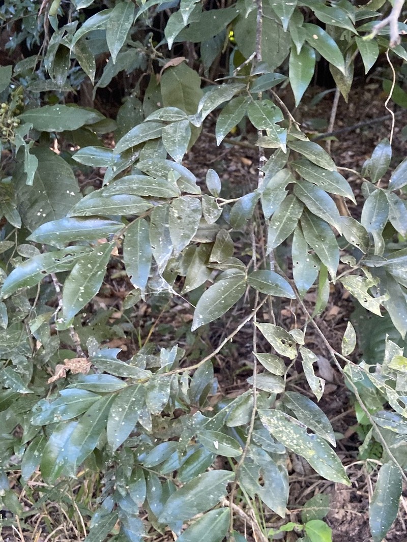 Xylopia ligustrifolia photo 2