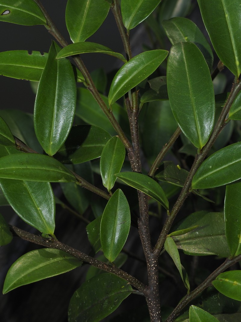 Xylopia ligustrifolia photo 3