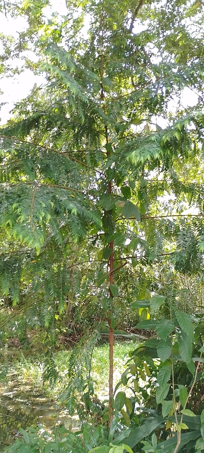 Xylopia ligustrifolia photo 4