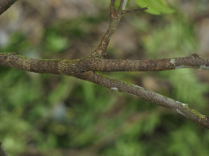 Xylopia ligustrifolia photo 5