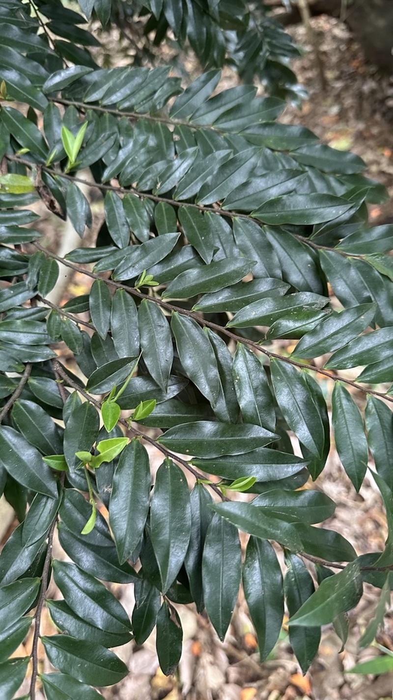 Xylopia ligustrifolia photo 6