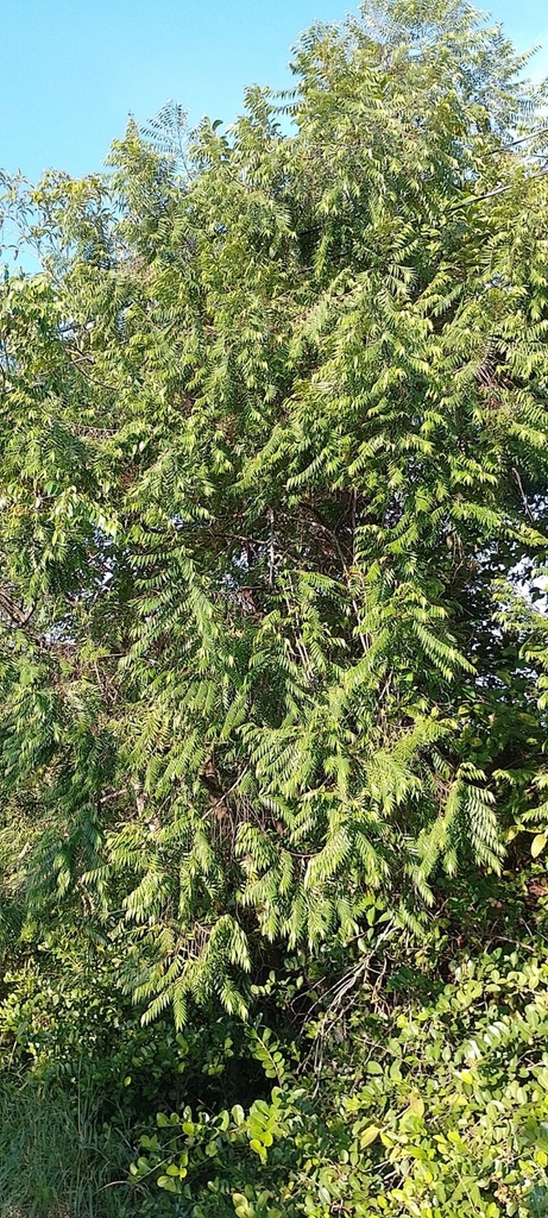 Xylopia ligustrifolia photo 7
