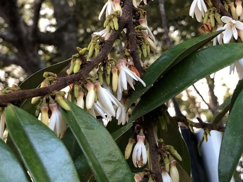 Xylopia ligustrifolia photo 8