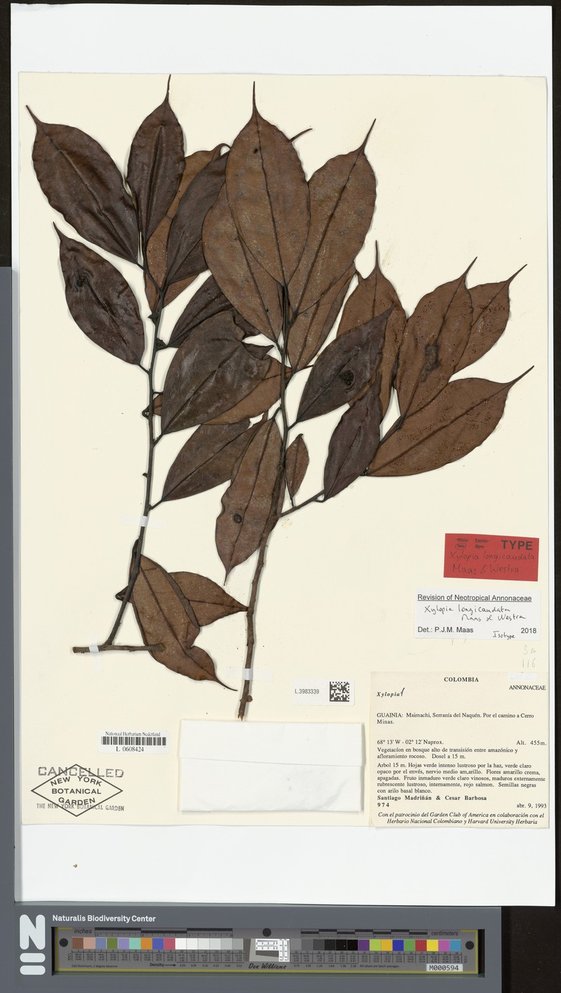 Xylopia longicaudata
