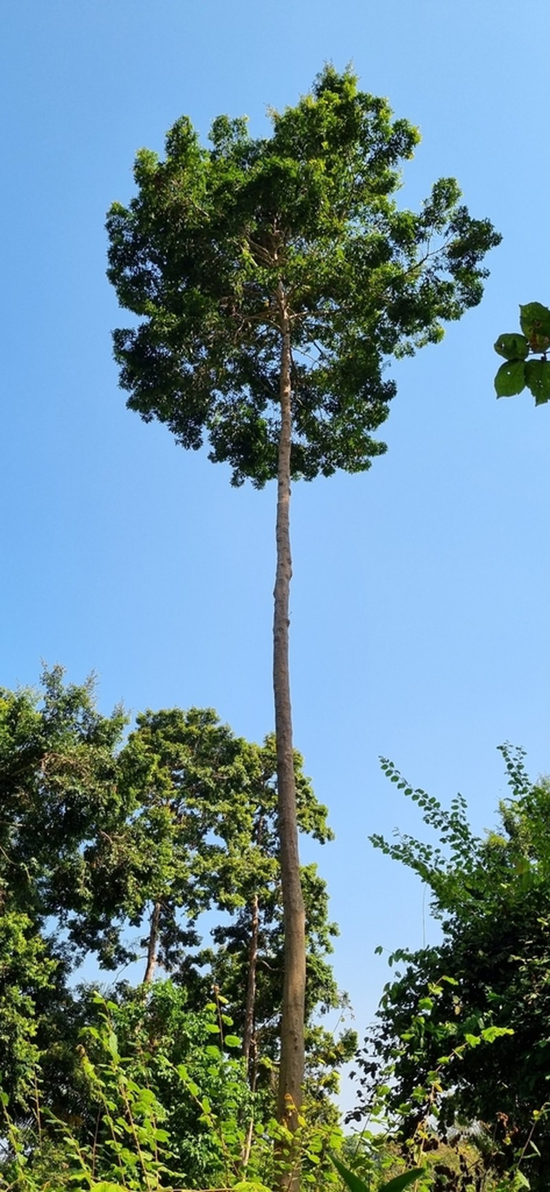 Xylopia longipetala photo 3
