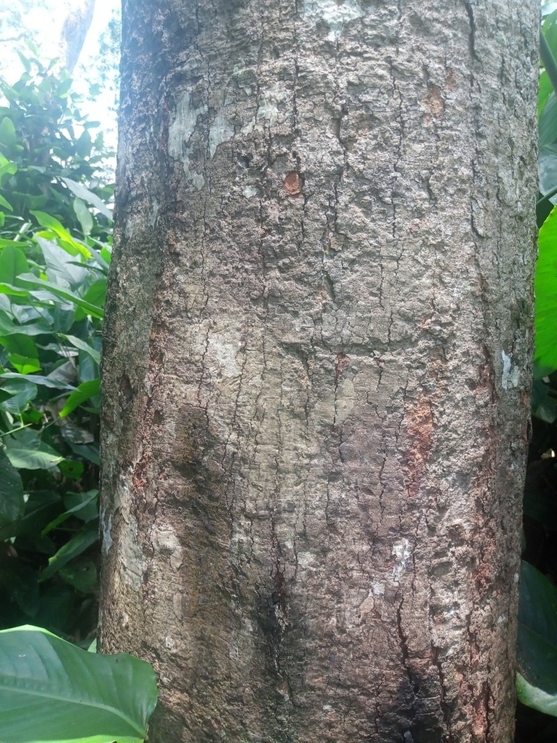 Xylopia longipetala photo 4