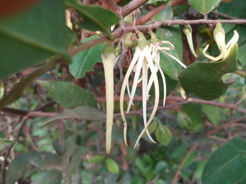 Xylopia longipetala photo 6