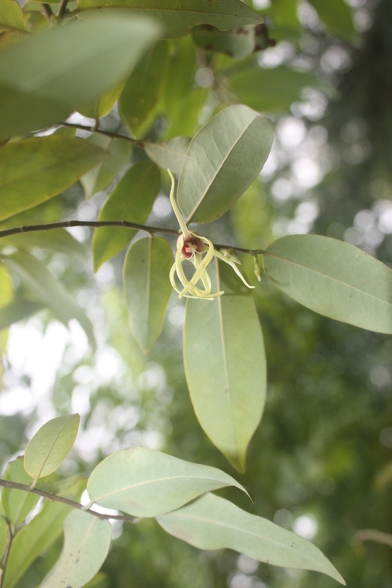 Xylopia longipetala photo 7