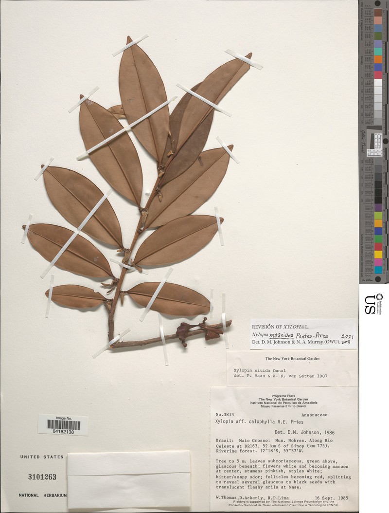 Xylopia maasiana