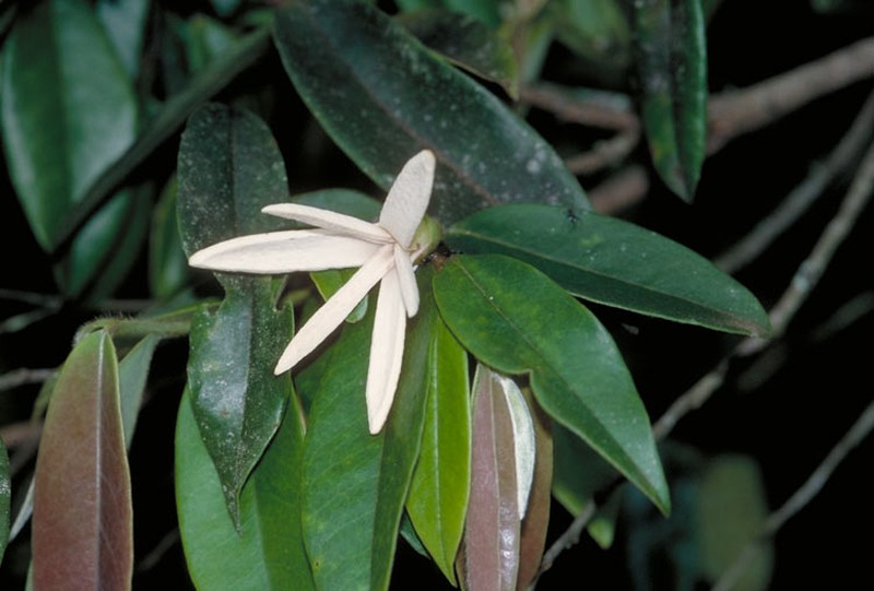 Xylopia maccreae