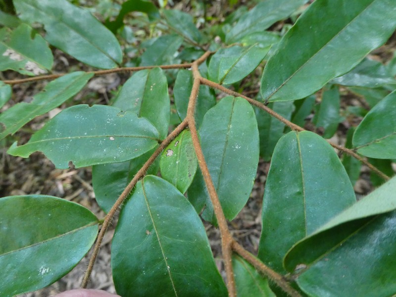 Xylopia maccreae photo 2