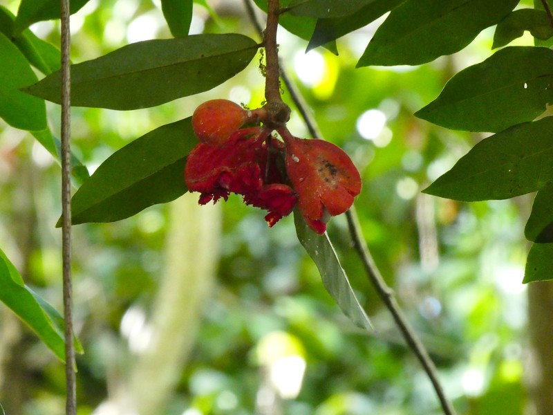 Xylopia maccreae photo 3