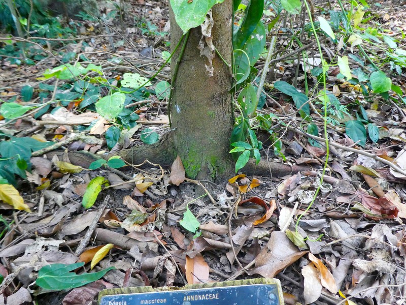 Xylopia maccreae photo 4